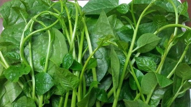 tác dụng của rau mồng tơi